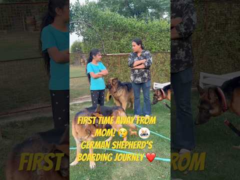 German Shepherd's First Boarding Experience ❤️ | Oma Pet Care