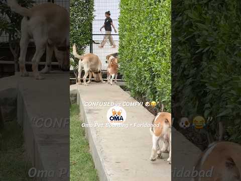 Confused or Comfortable? | Life at Oma Pet Boarding Faridabad