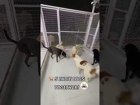 5 Indie Dogs Chilling Together ❤️ | Oma Pet Boarding Faridabad