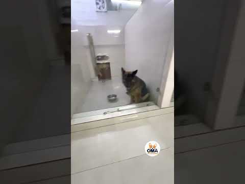 Inside Oma Pet Boarding Faridabad | Covered Area & AC Dog Cabins 🐾🛏️